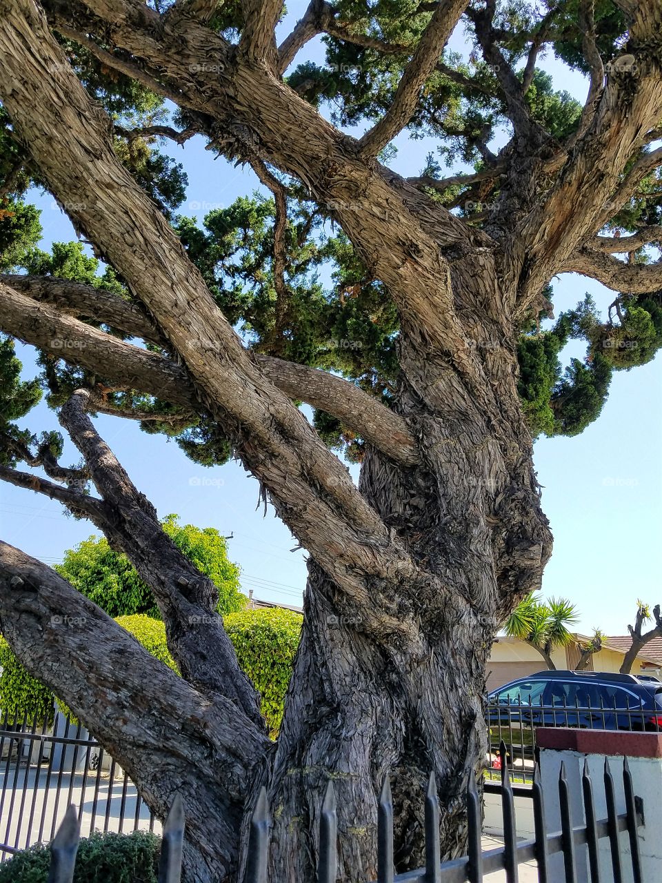 Gnarled old tree trunk!