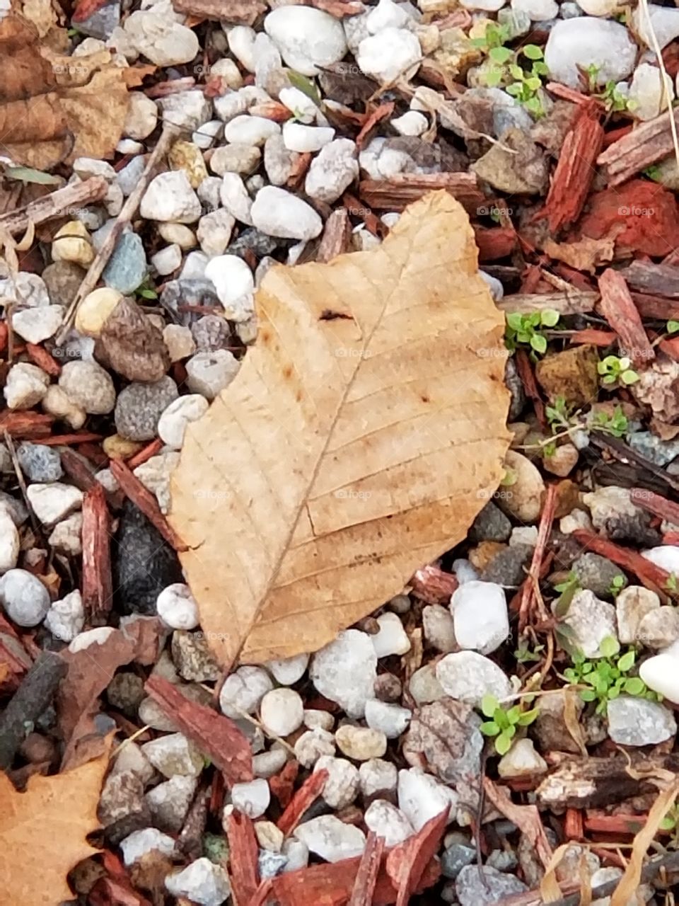 leaf on pebbles