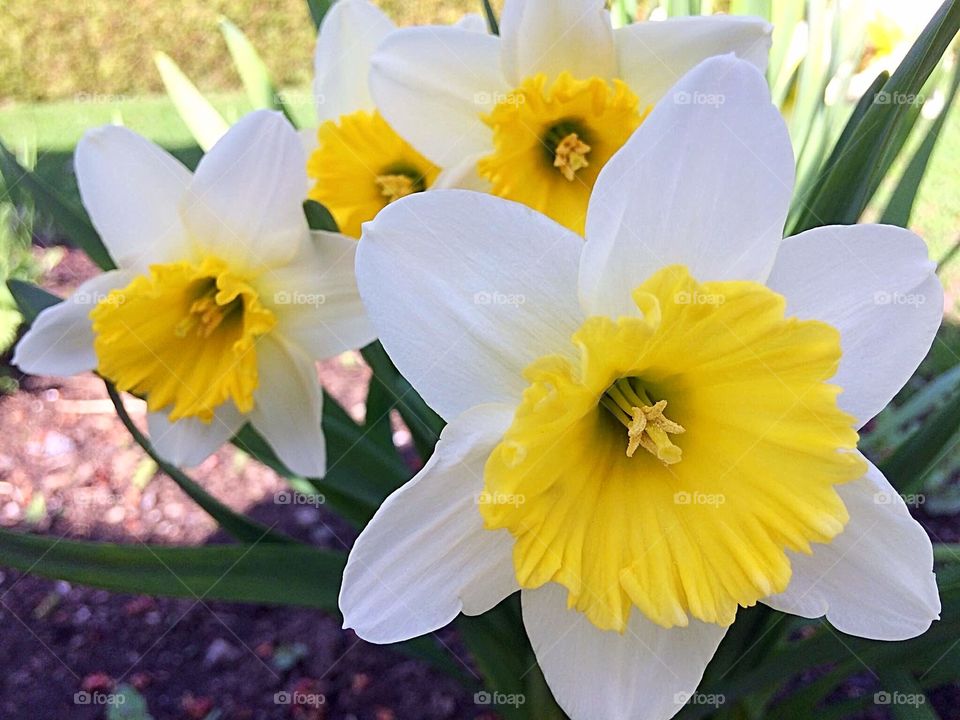 White and yellow Daffodils