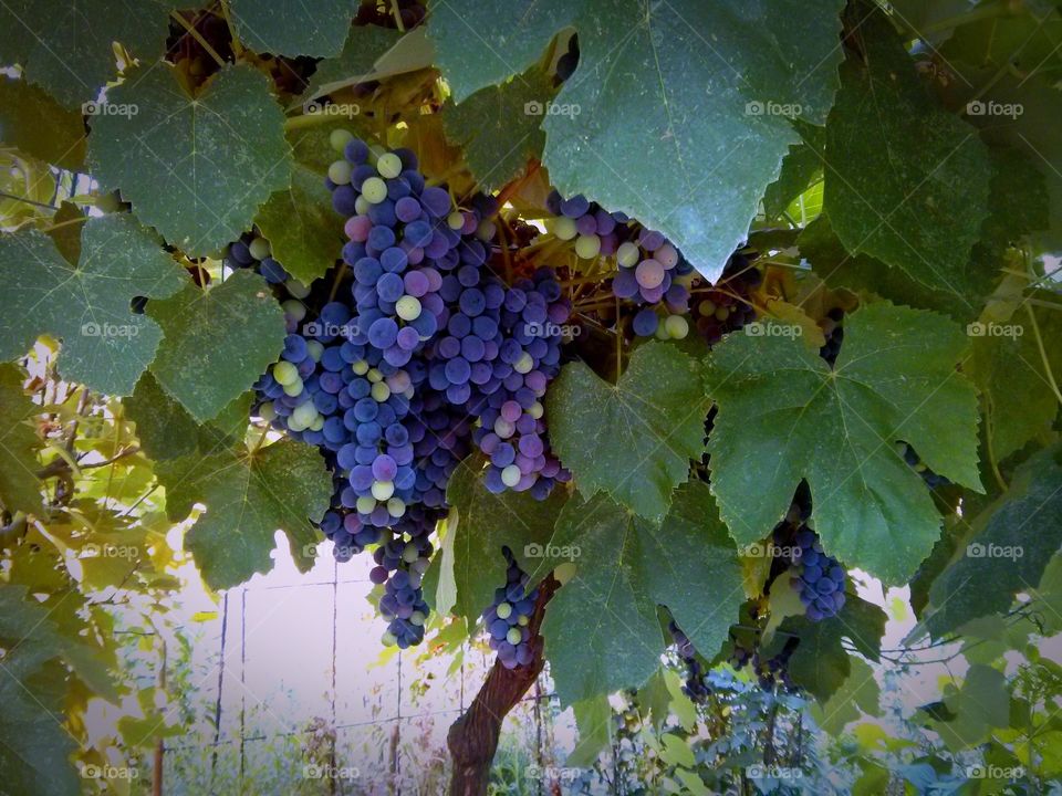 Grape Vine