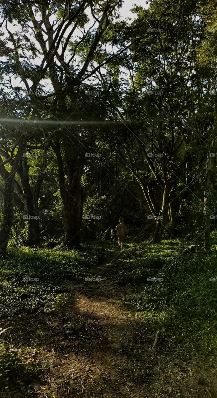 in to the jungle