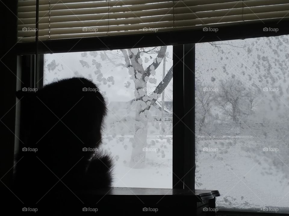 snowing blowing against window pain