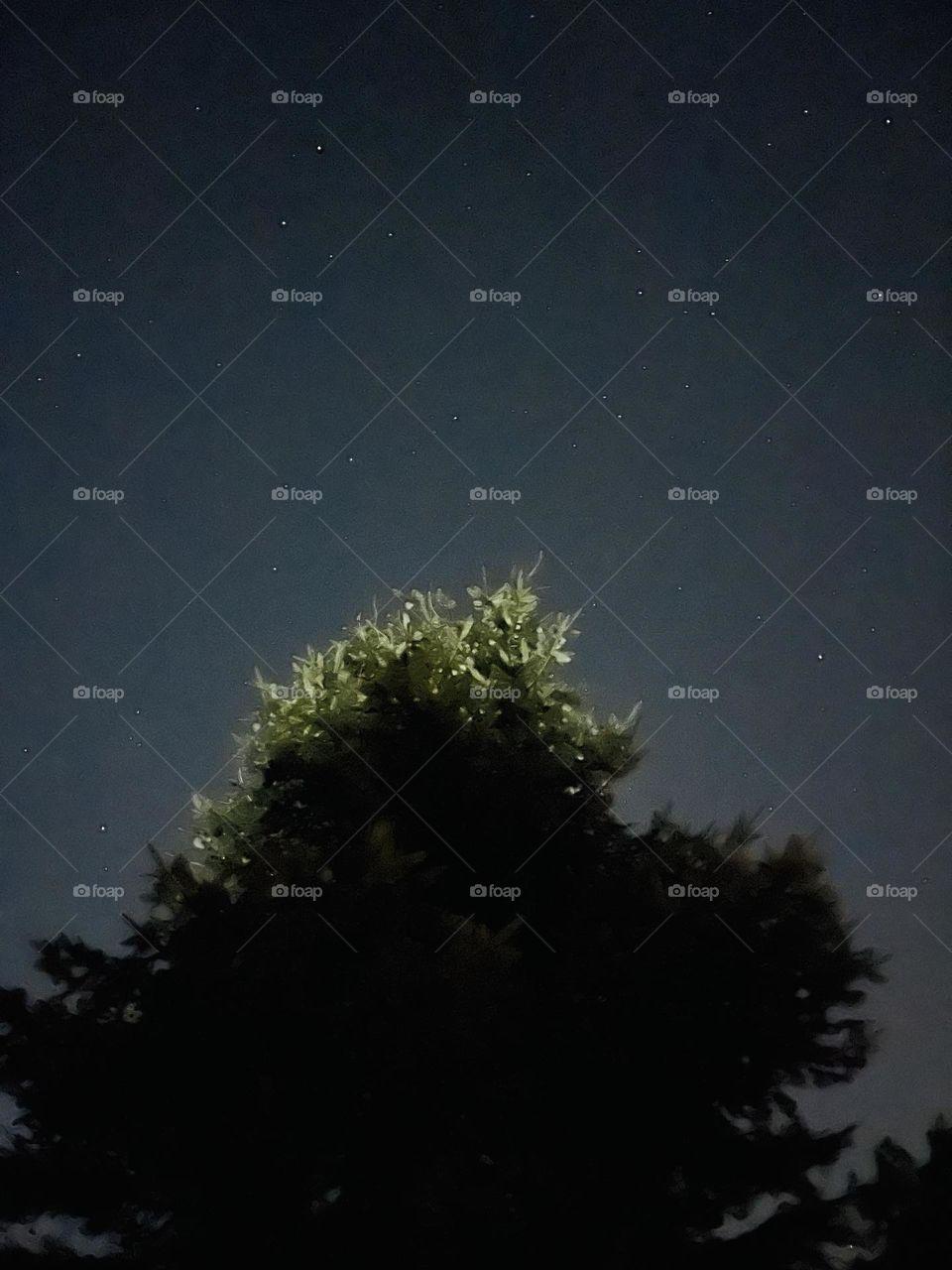 Green trees starriest nights 