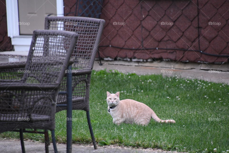 cat by chairs in grass