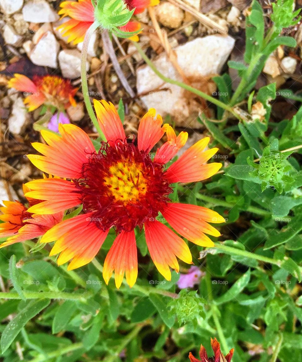 Texas wildflower 