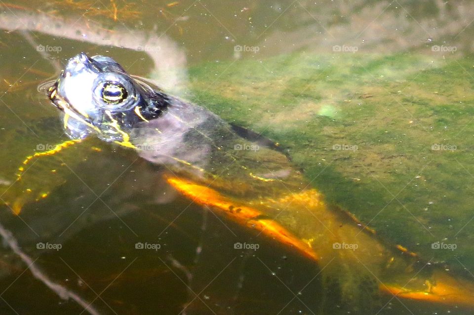 Turtle peeking out of water