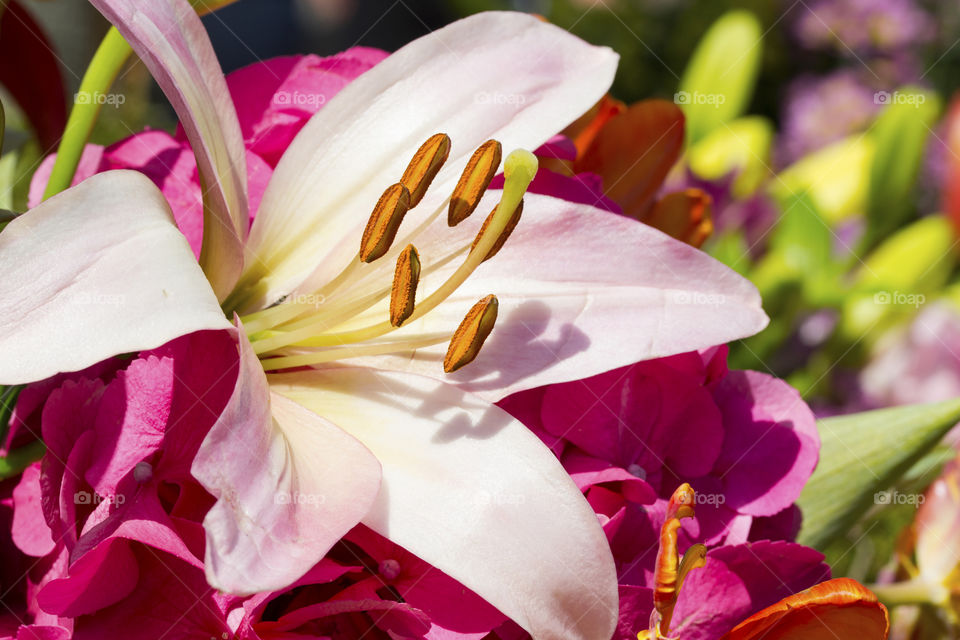 Details of a lily flower