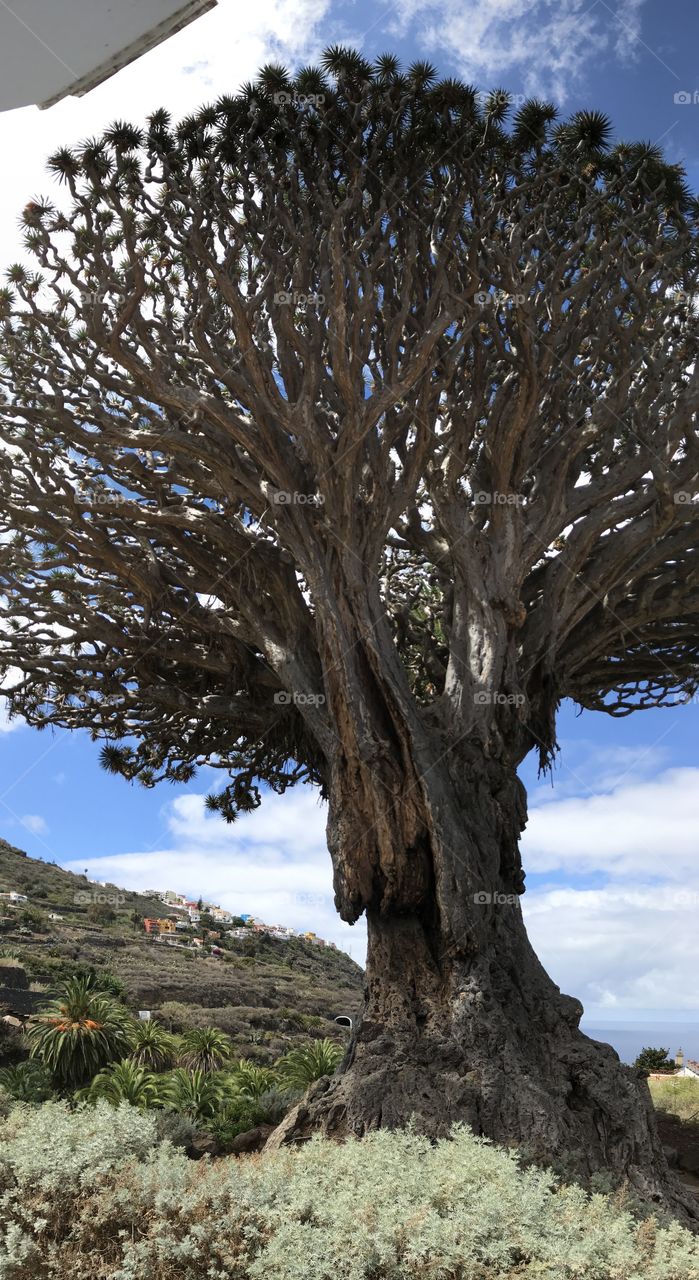 A ancient Dragon tree 