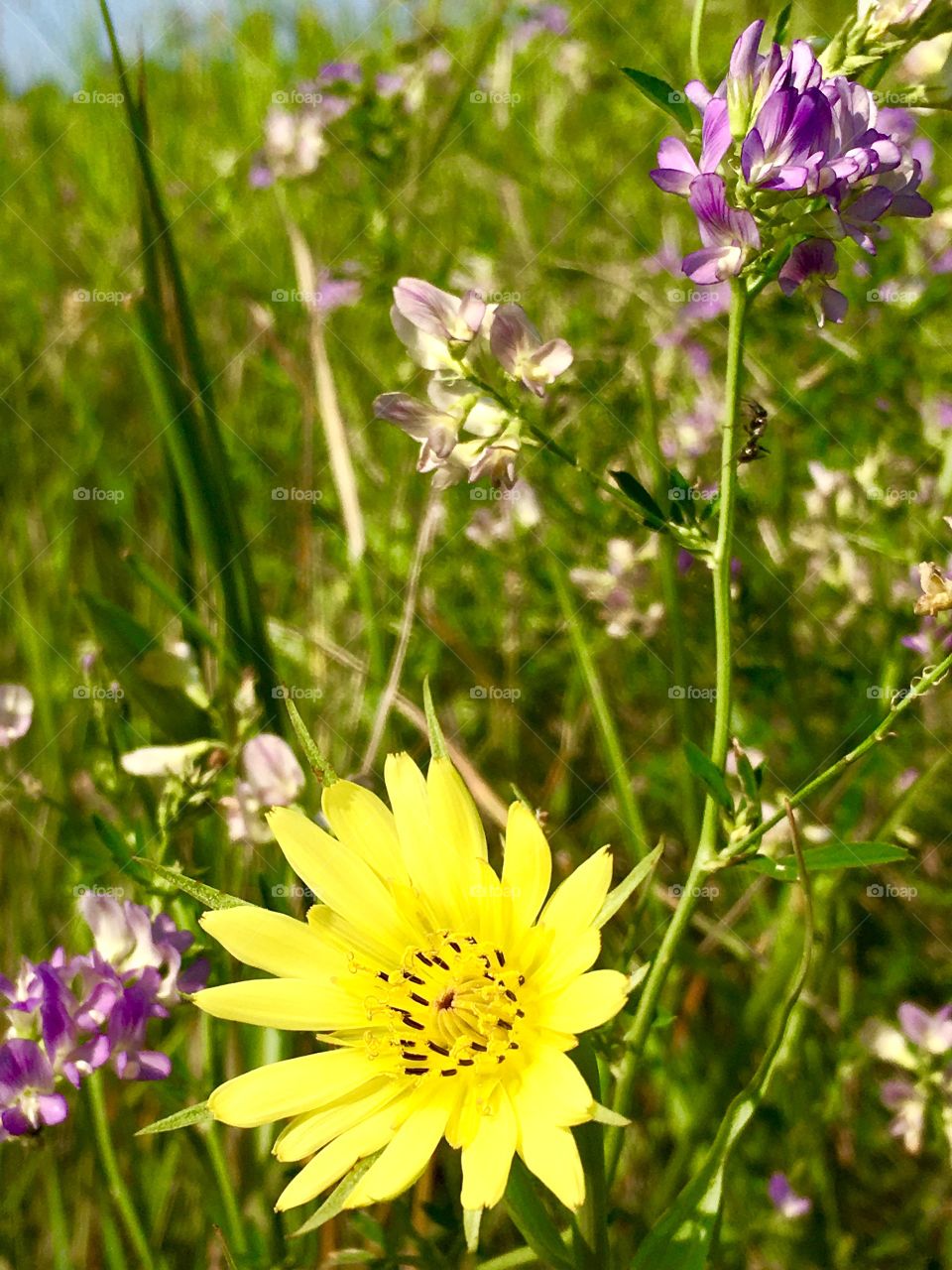 Wildflowers 