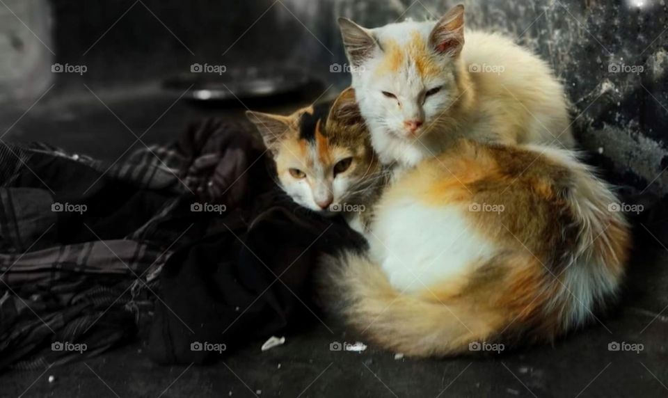 Two cat image