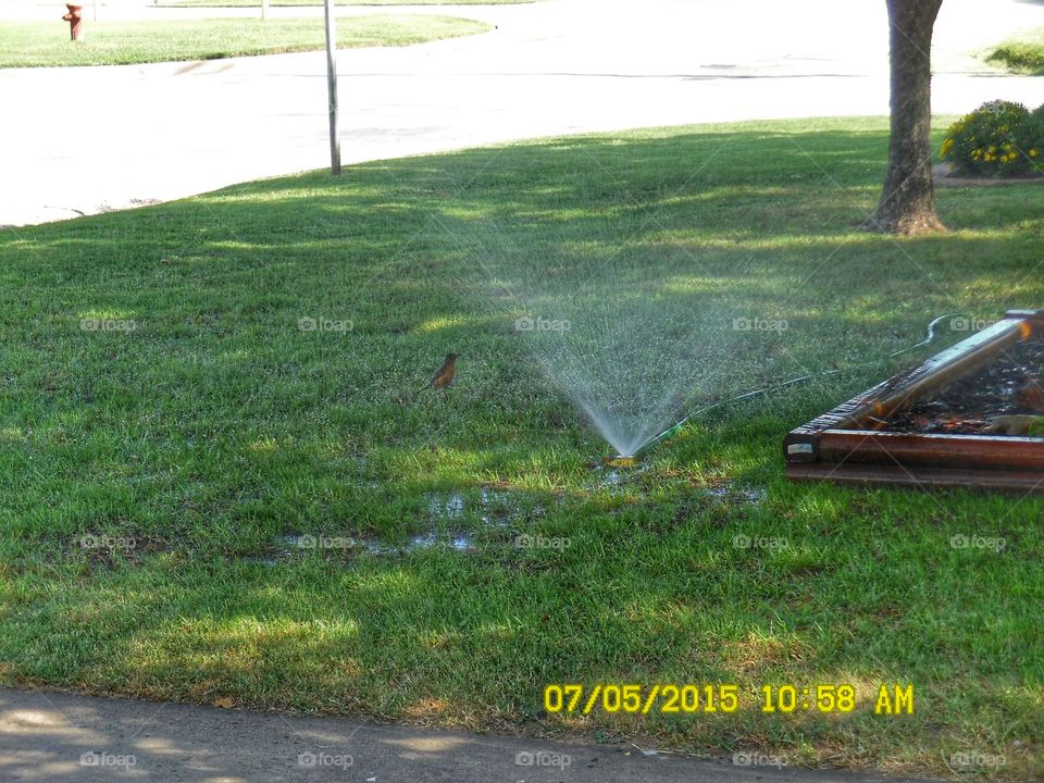 bird 🐦 shower 🚿. This is a picture of a Robin taking a break from the heat 🔥 in the water 💦 sprinkler