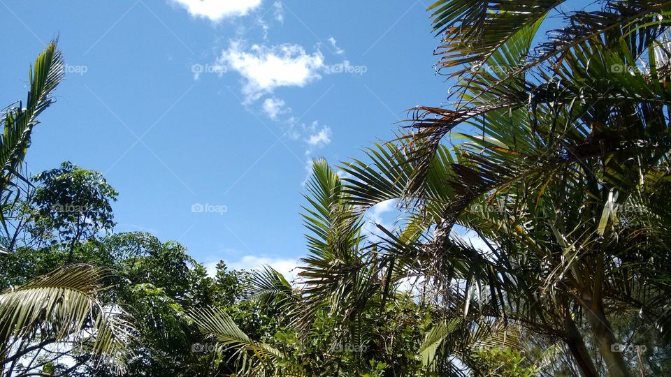 paisagem de palmeira lora brasileira linda
