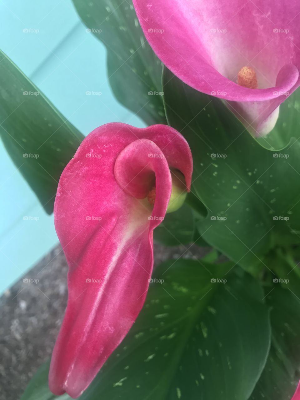 Pink Lily Can’t Take My Eyes Off You