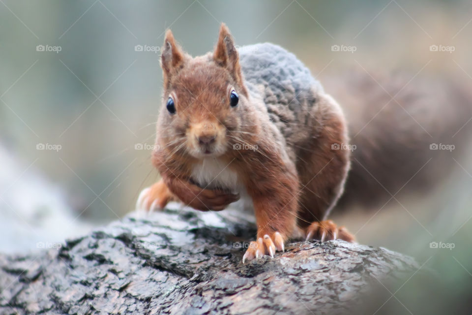 Squirrel surprised