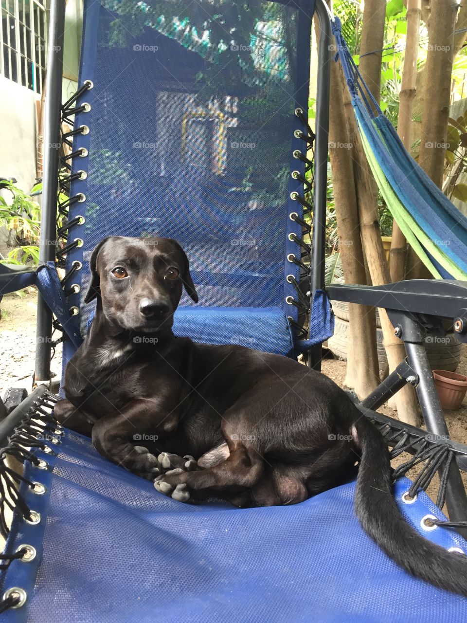 A dog sitting comfortably