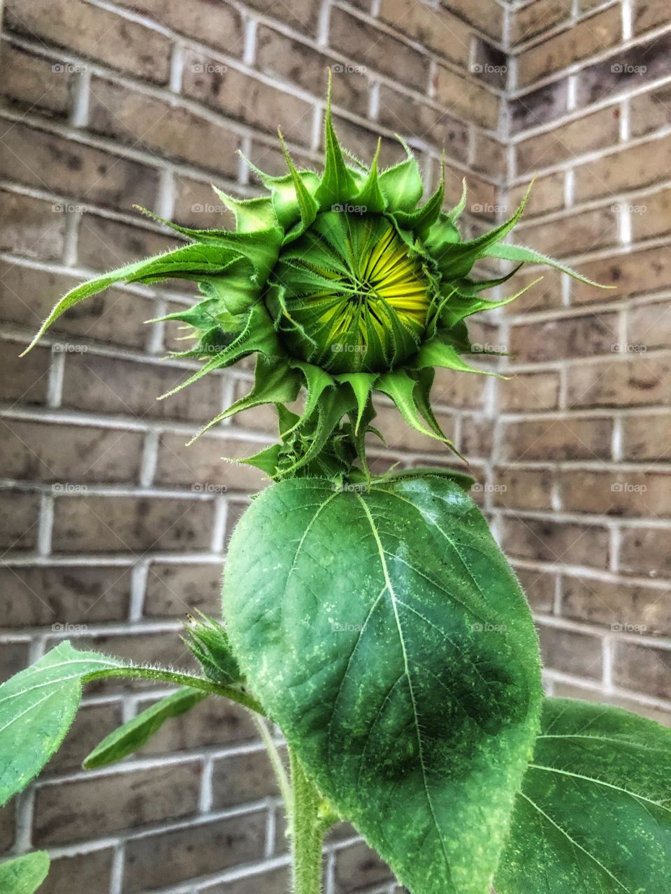 Sunflower about to bloom 