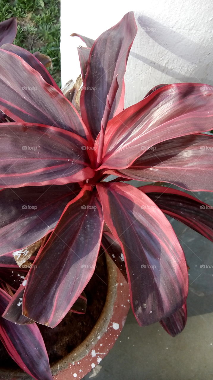 plant in the pot with red leaf