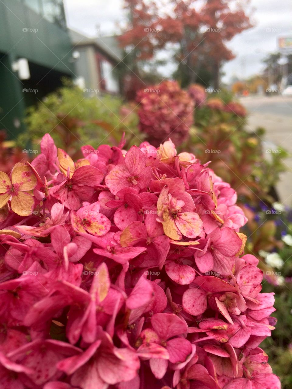 Beautiful hydrangea 