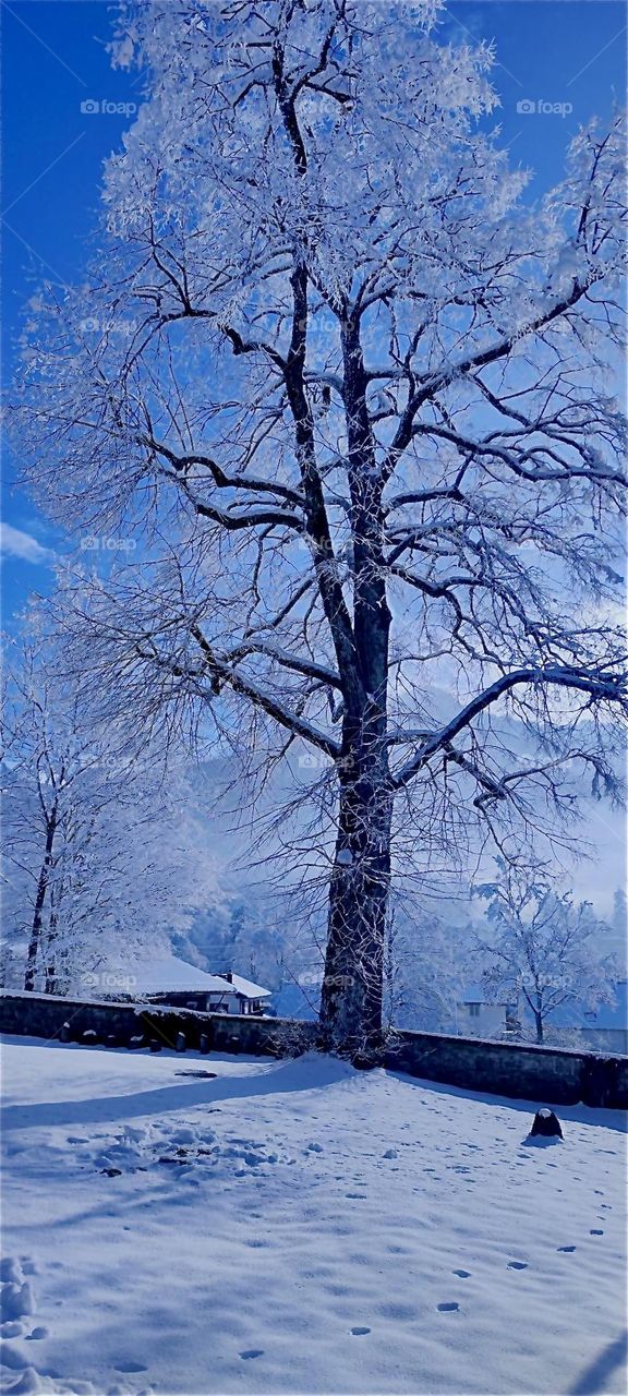 A gorgeous snow covered tree reaches for the heavens here at “Kochel am See”, “Kochel at the Lake”, a small town north of the “Alps” in “Bavaria”, Germany. It is also known for its natural hot geyser springs and saunas. 2024. Hypnotic Productions