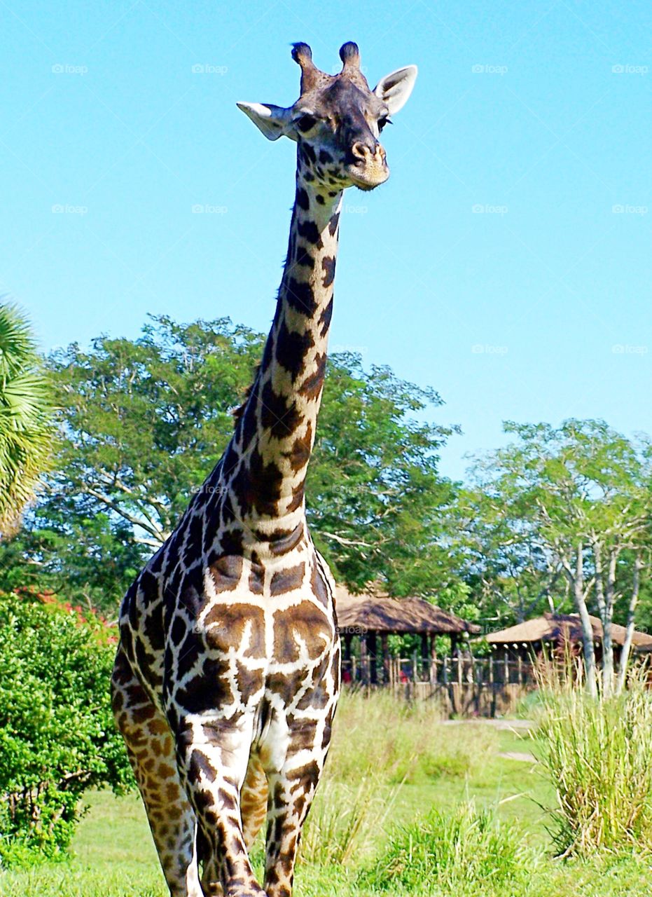 Giraffe face eyelashes eye contact close up