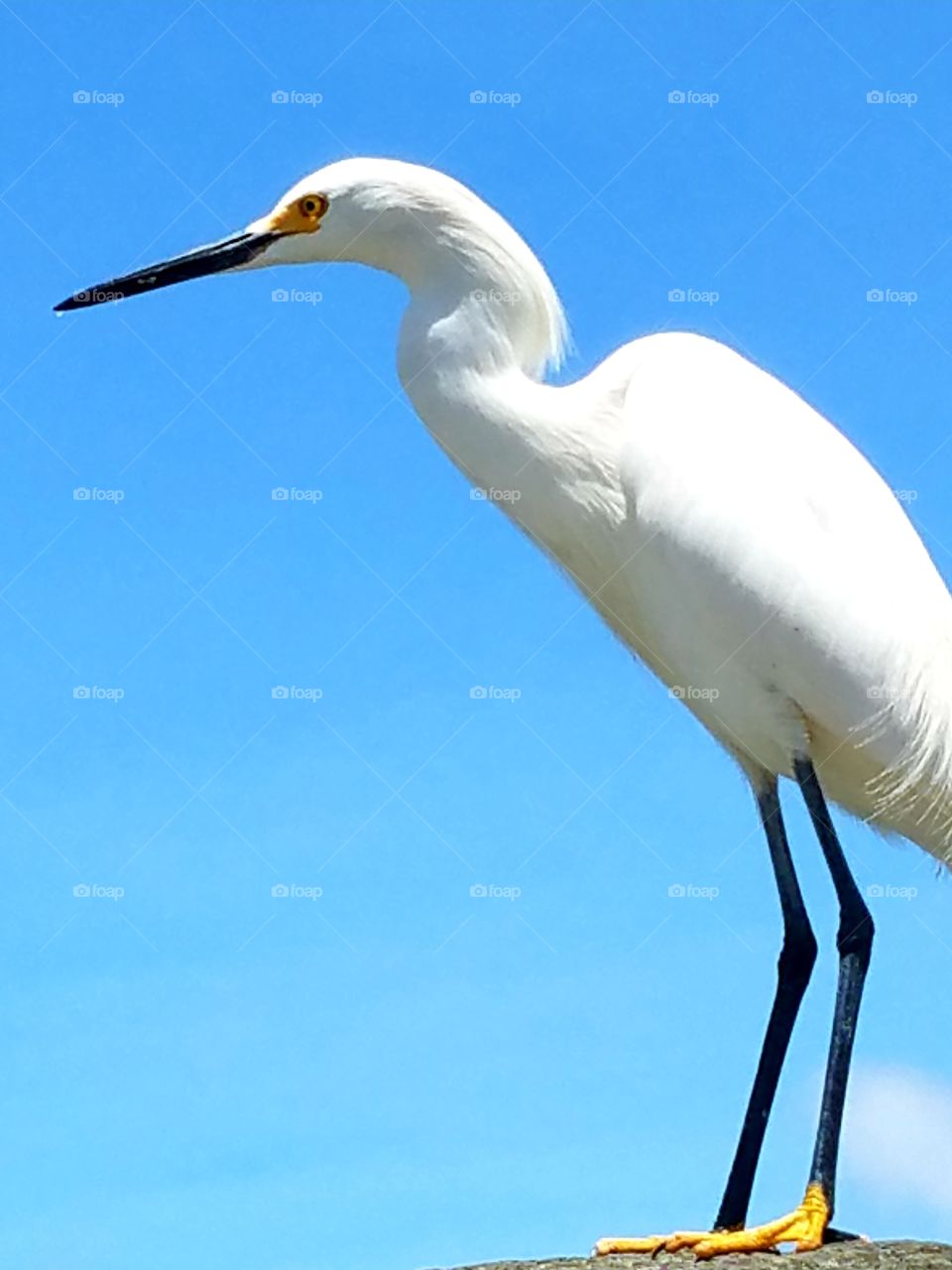 Egret