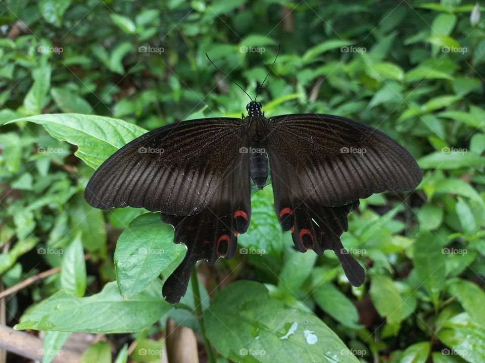 Papilio helenus is a butterfly from the Papilionidae family. It has broad wings and tends to have a dark metallic color that changes color when exposed to sunlight.