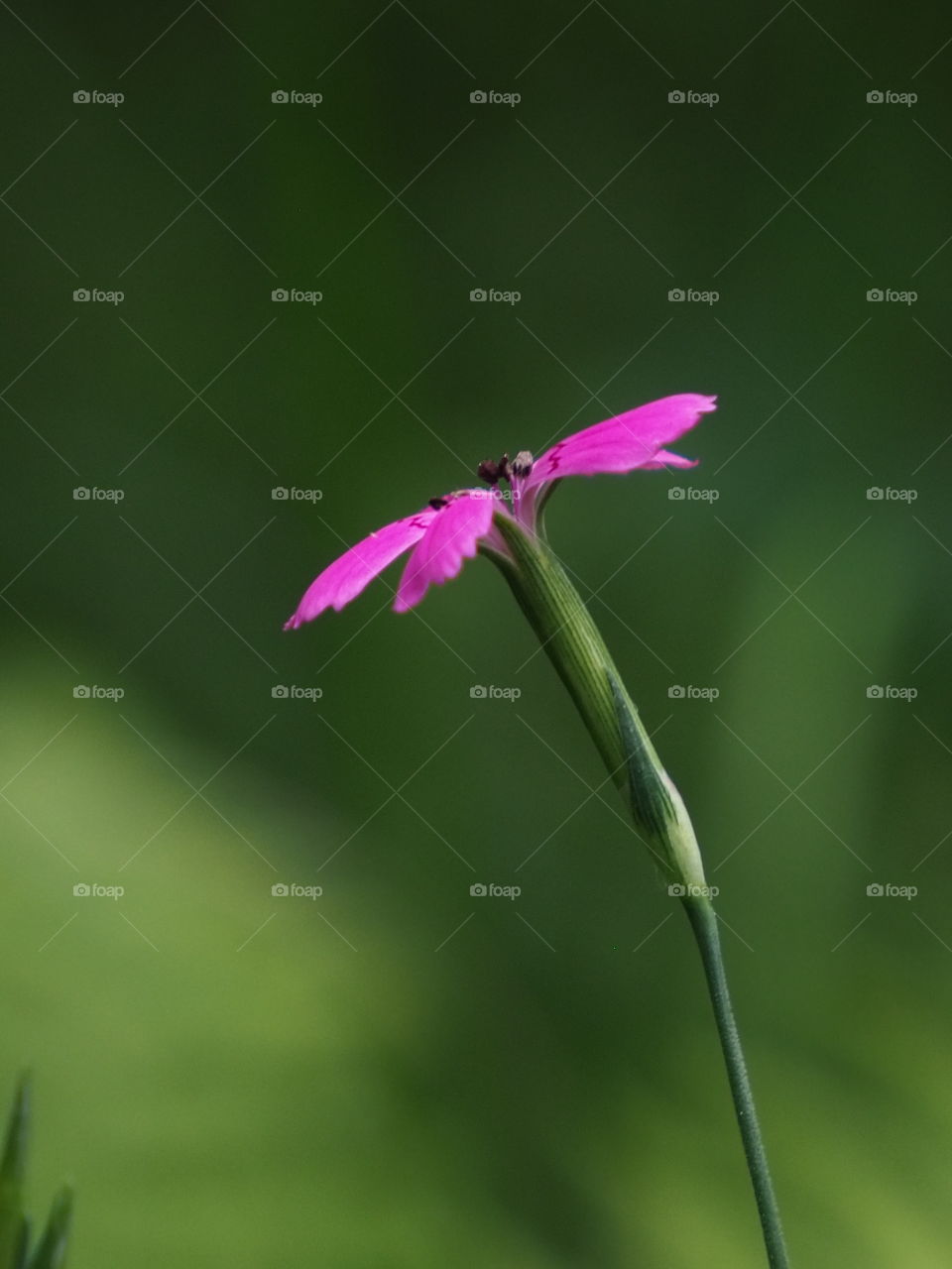 Tiny flower in the forest