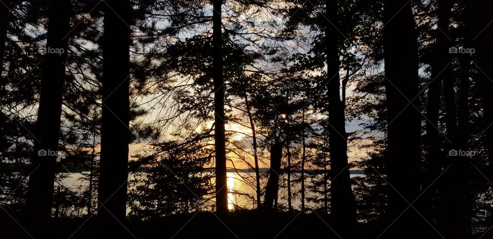 Lakeside Trees with a Sunset