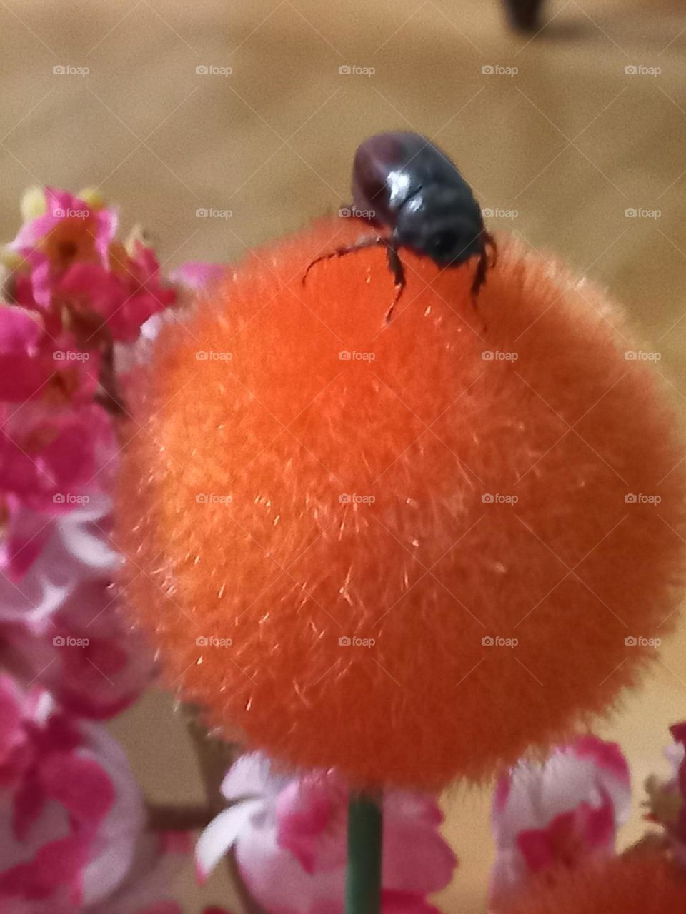 Bọ Hung lăng Hoa Bồ Công Anh Giả.