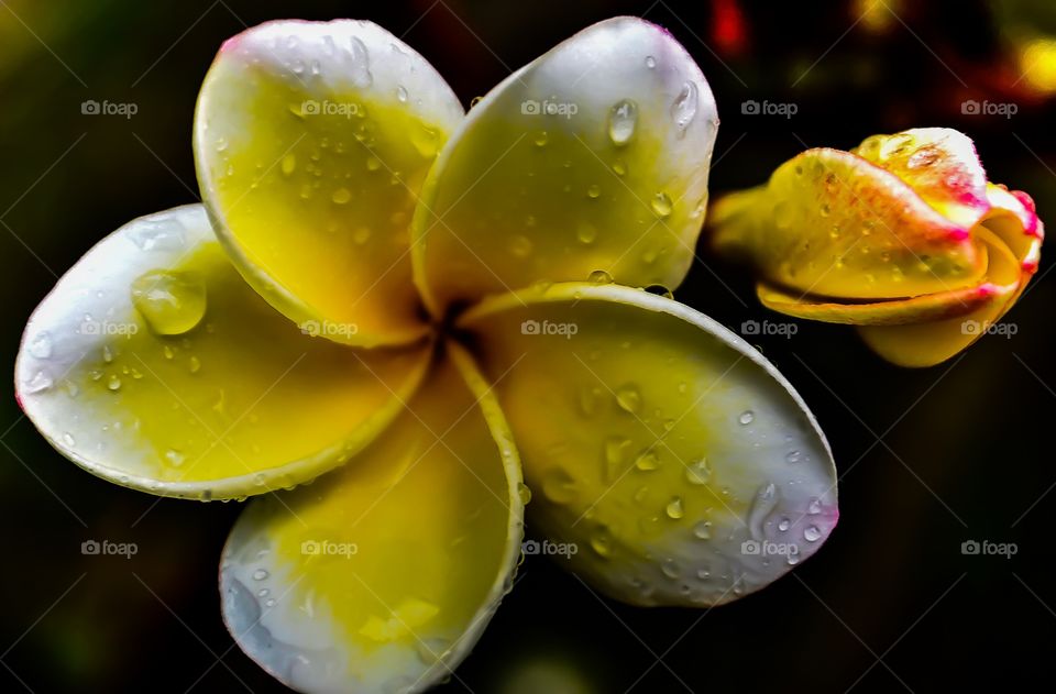 Water drops over tropical flower