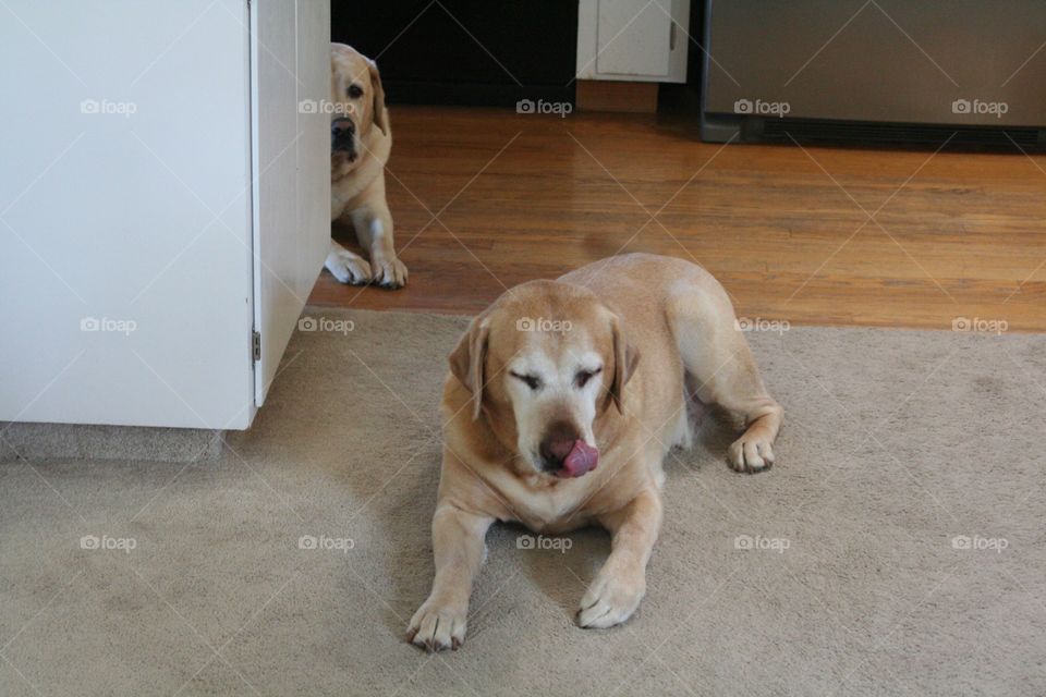 Dogs on the kitchen 