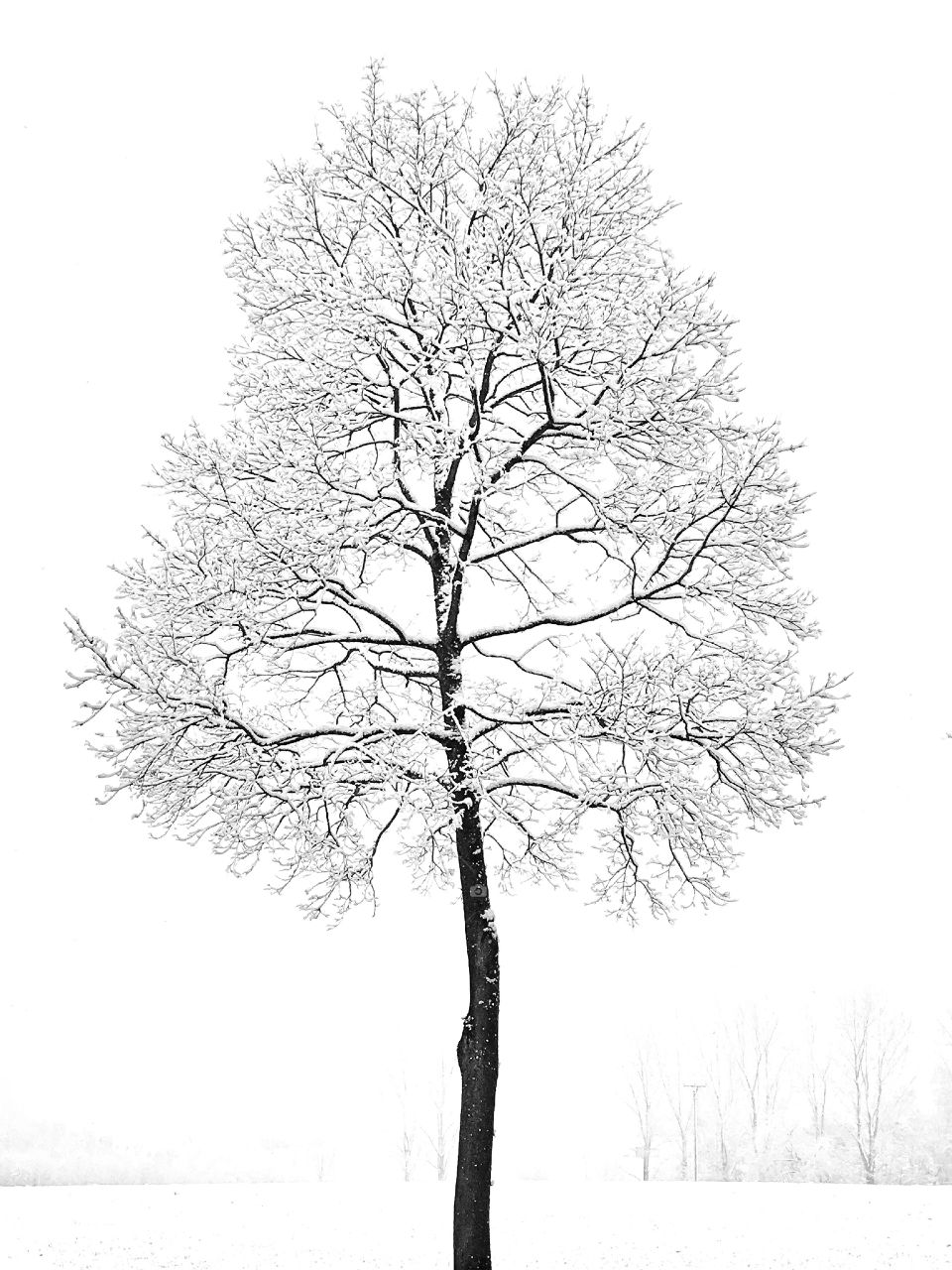 Winter Tree on Snow White Landscape 