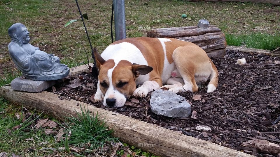 Otis. Odie likes to lay in my flower beds. 