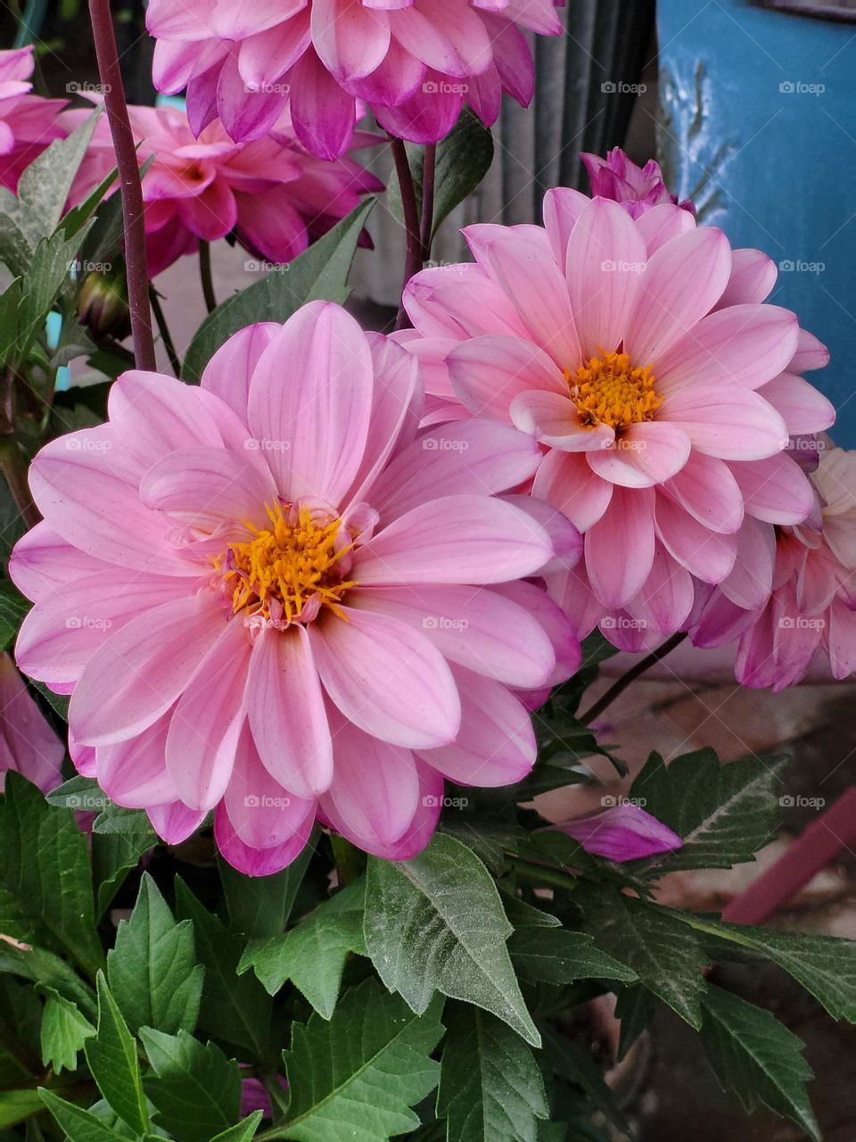 pink dahlia