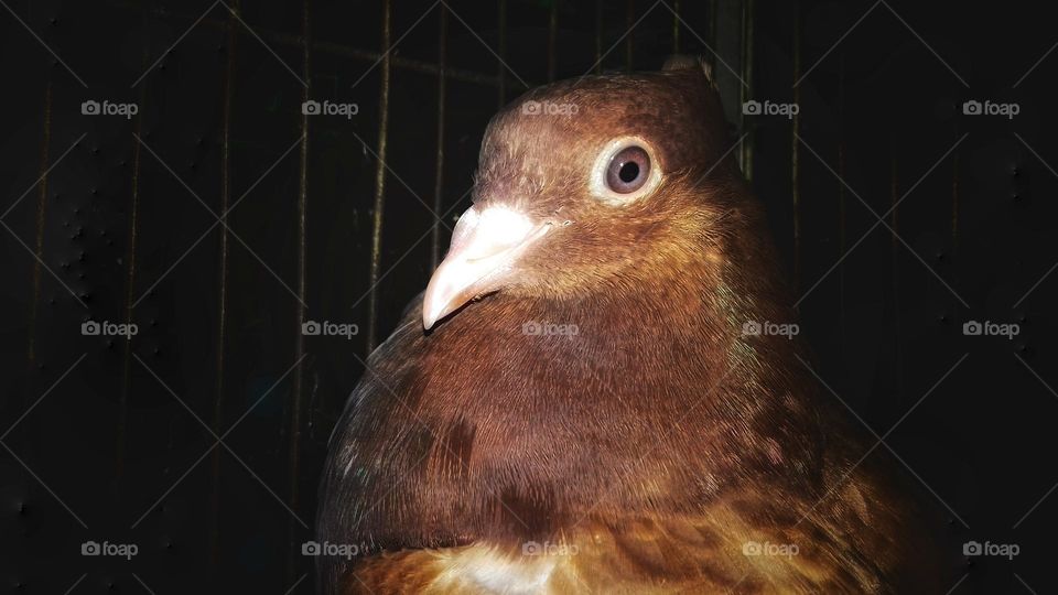 A Beautiful Pigeon Bird