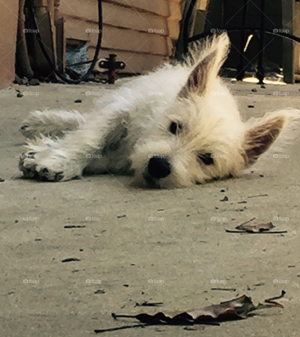 My Westie puppy