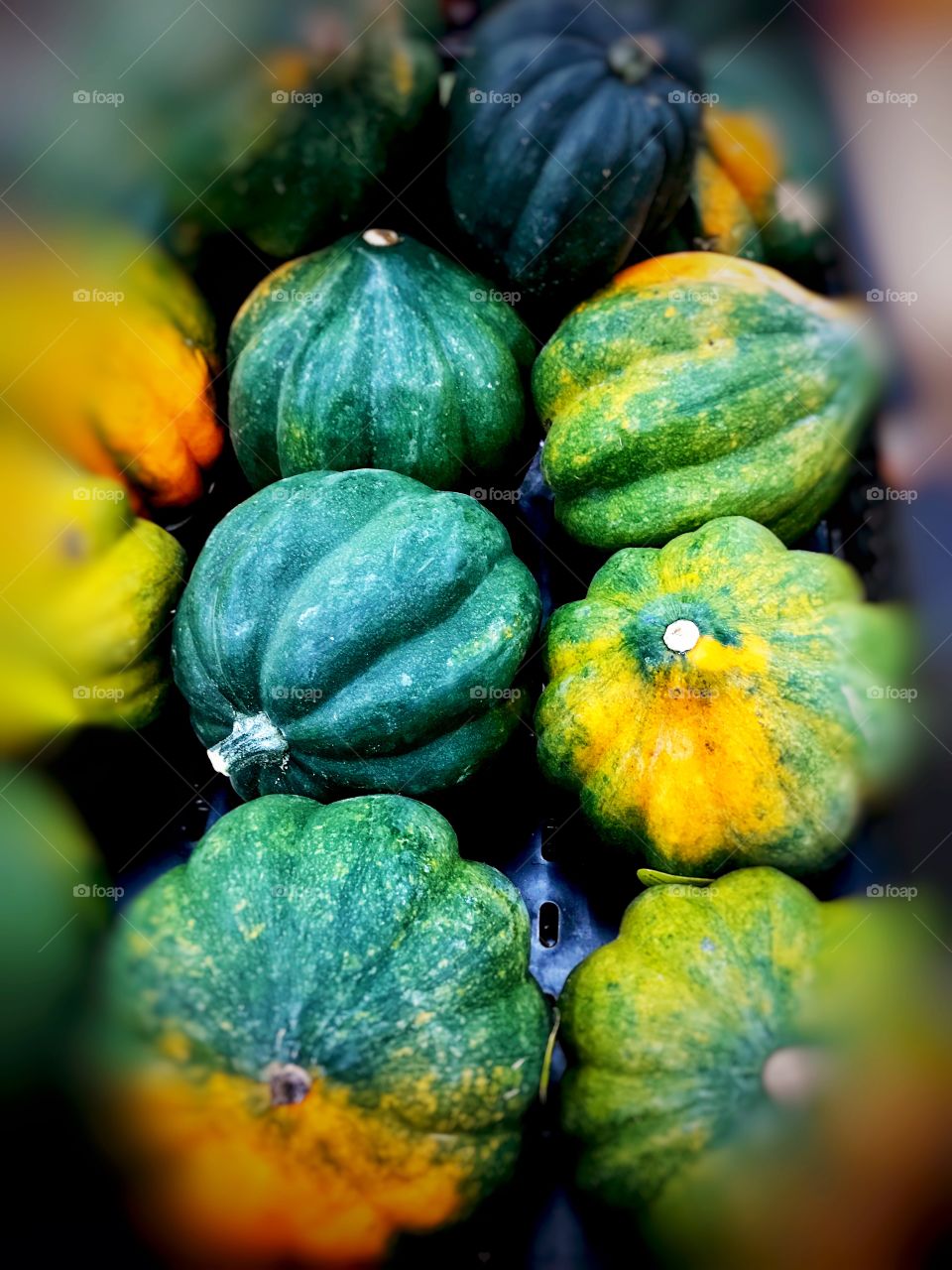 Acorn squash