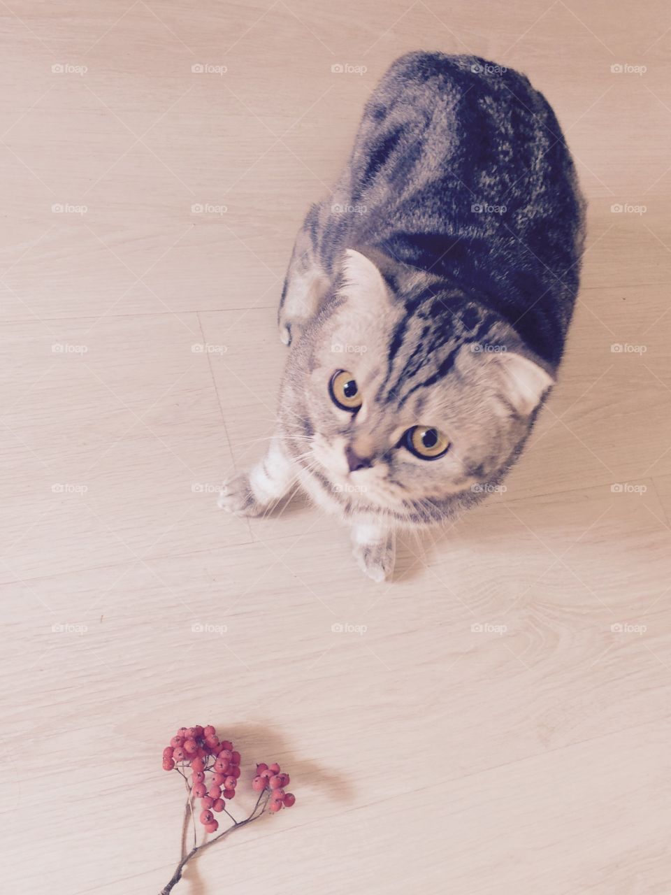 Cat at home. Scottish fold