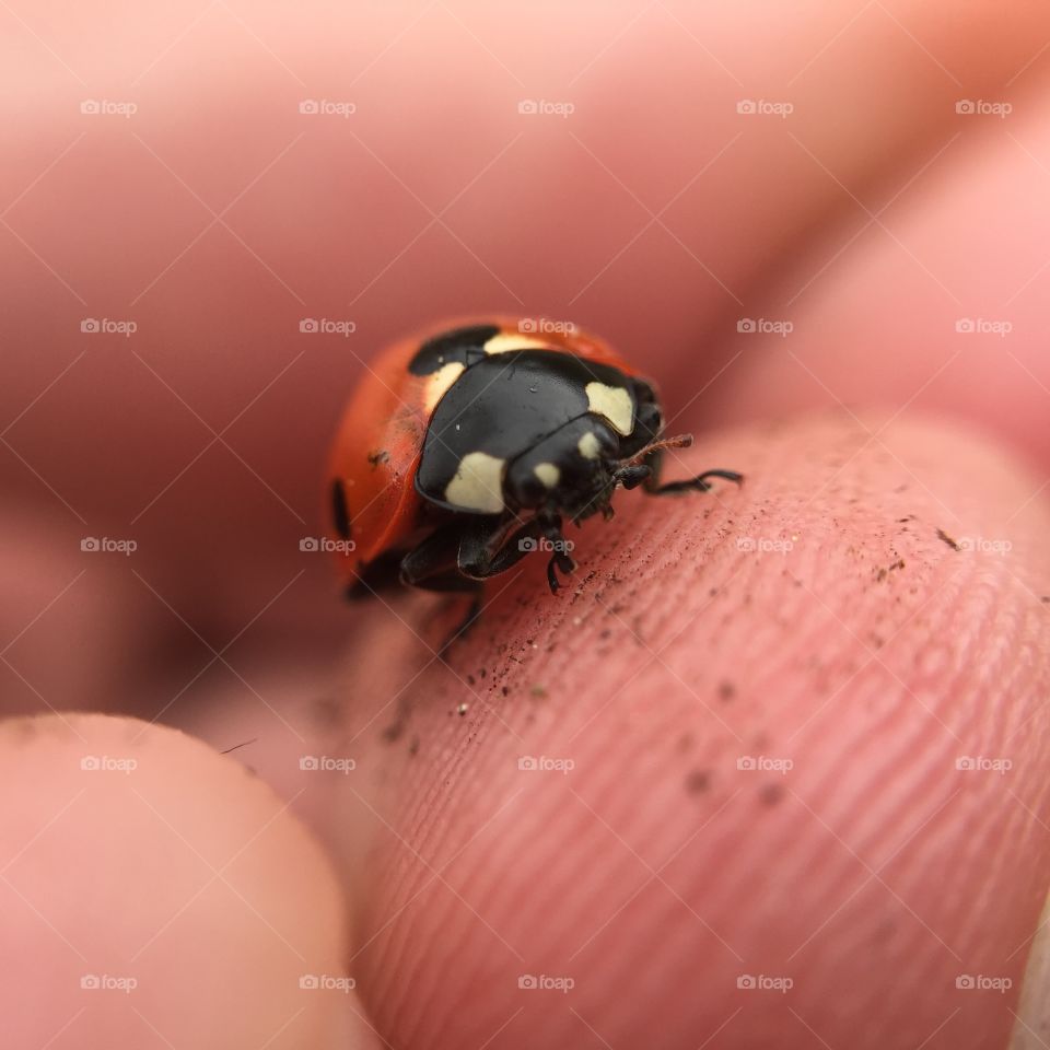 Beetle, Ladybug, Insect, No Person, Tiny