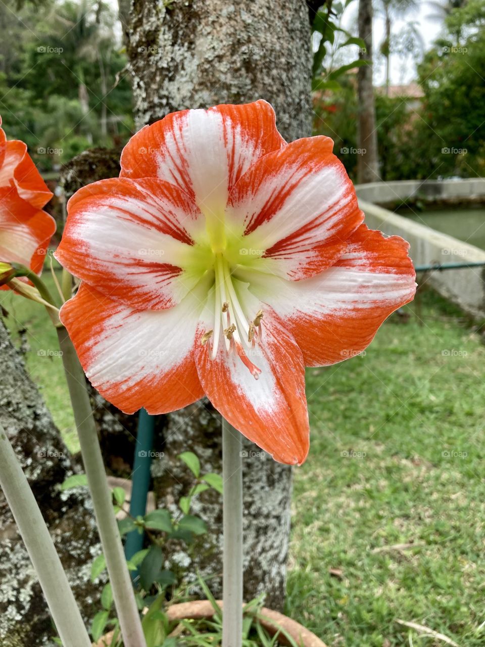 🇺🇸 Lilies always enchant us!  The beauty of these flowers is the true proof that nature is inspired... / 🇧🇷 Lírios sempre nos encantam! A beleza dessas flores é a verdadeira mostra de que a natureza é inspirada…