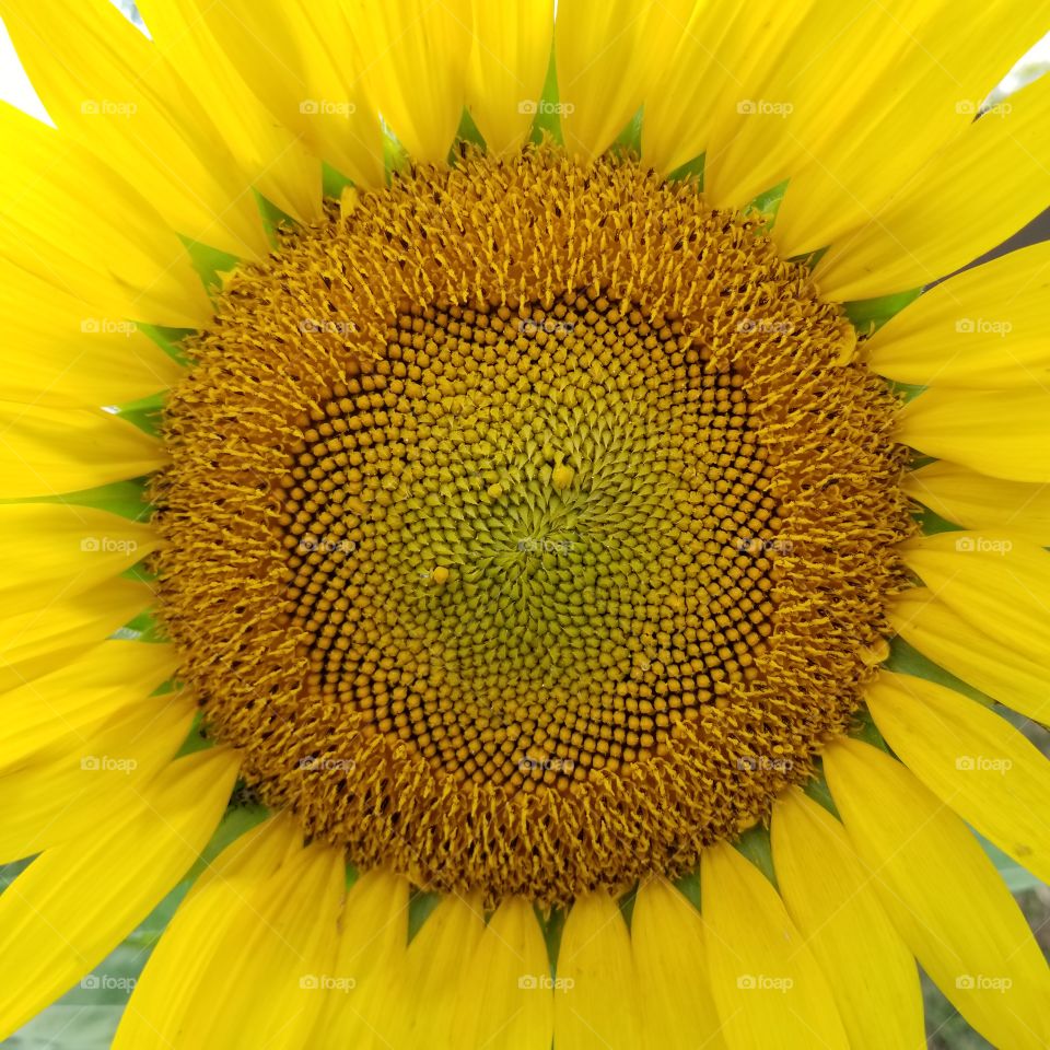 macro surprise sunflower