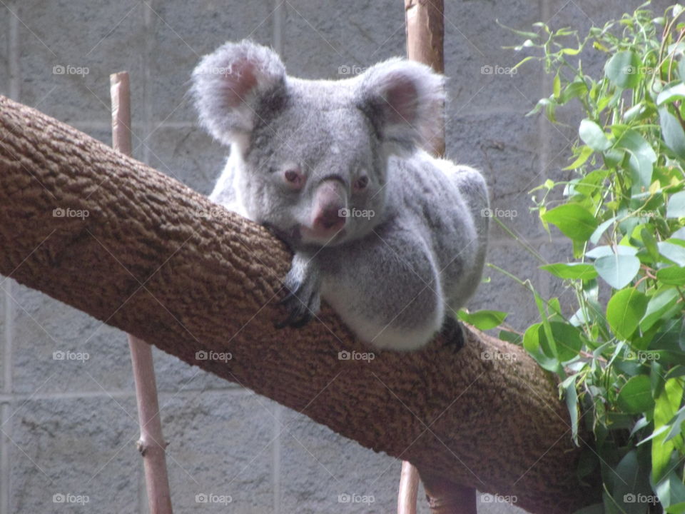 koala at the zoo