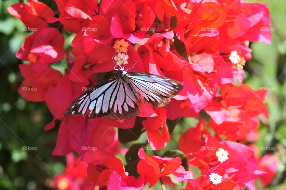 red flowers and the butterfly