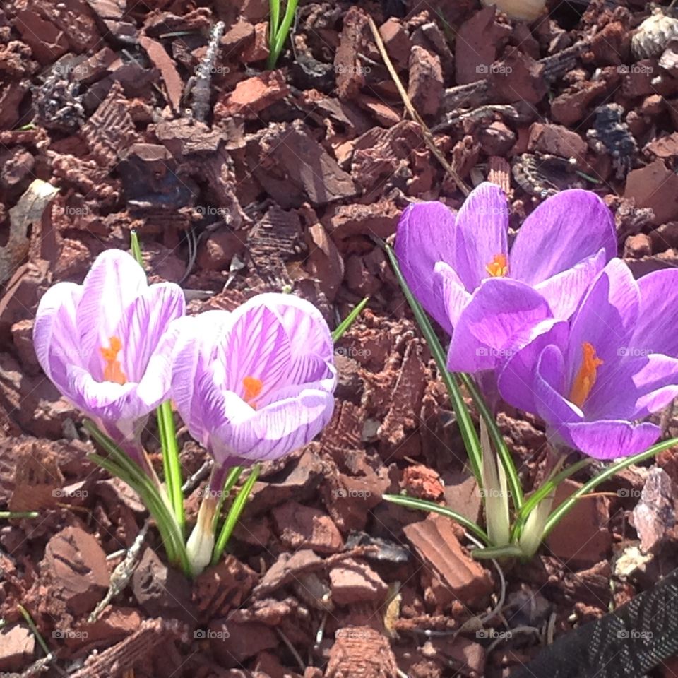 Beautiful purple flowers blooming for the start of Spring.