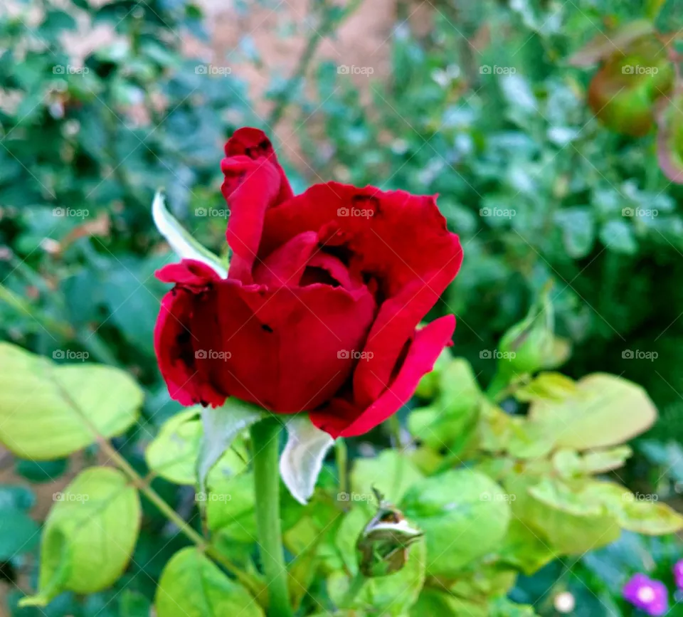 Rose