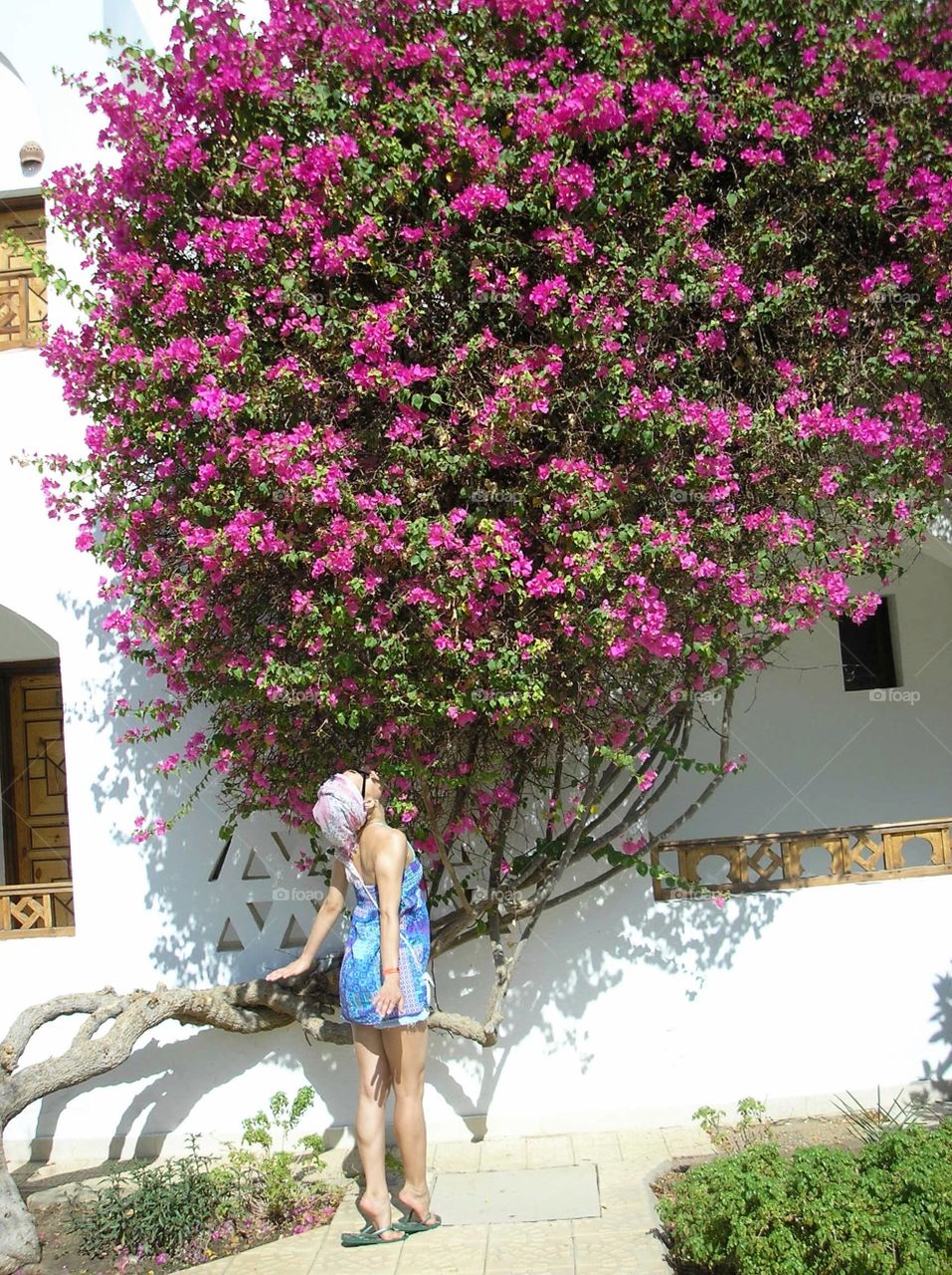 A girl scenting a big rose flower tree