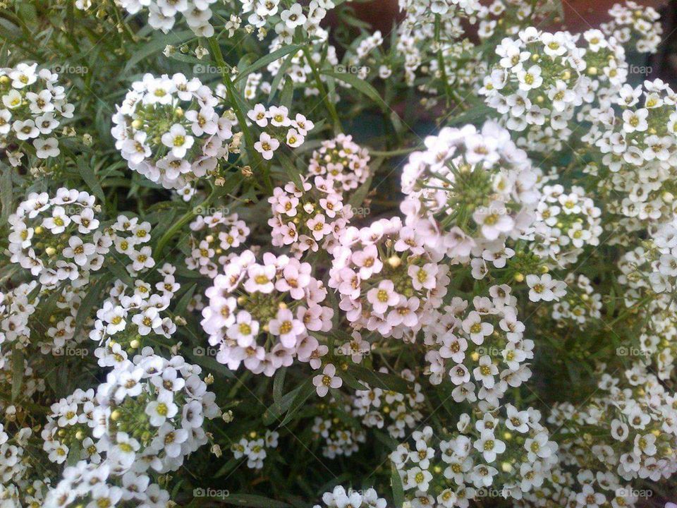 White flowers