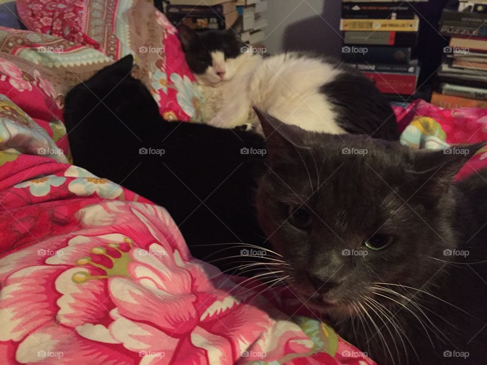 At our house there is a dog zone and a cat zone. The dogs get prime lap time in the living room and the cats get the bed. Sometimes they share with their humans!