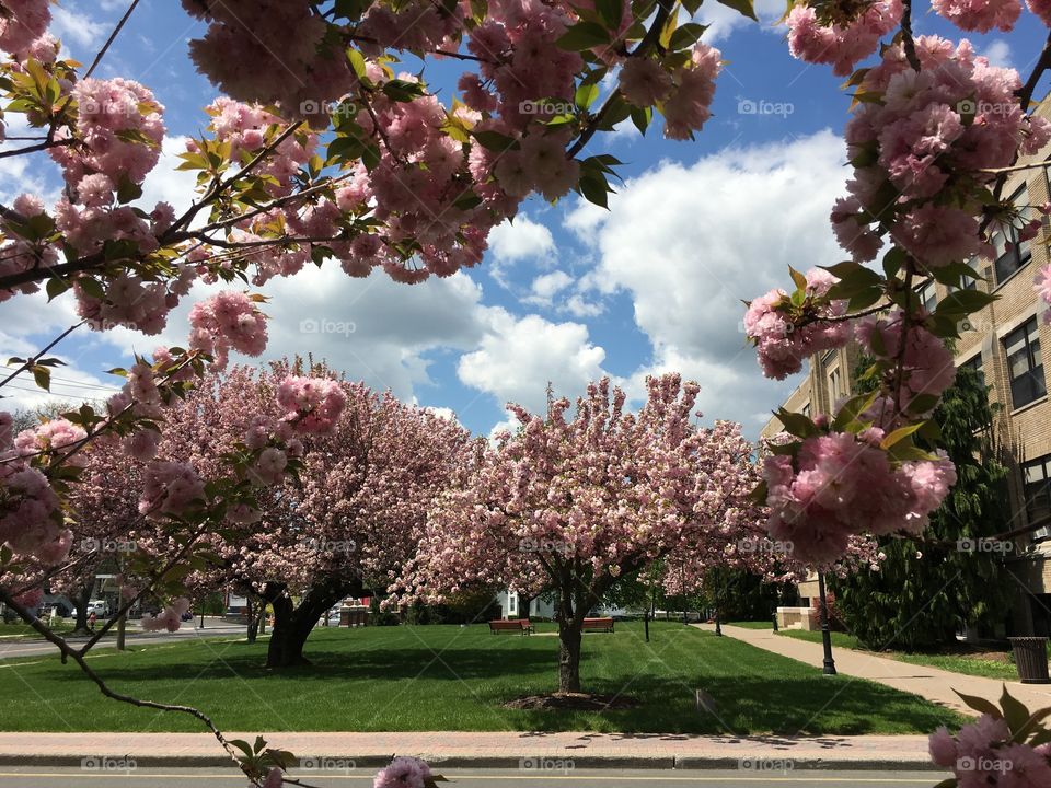 Japanese ornamental cherry