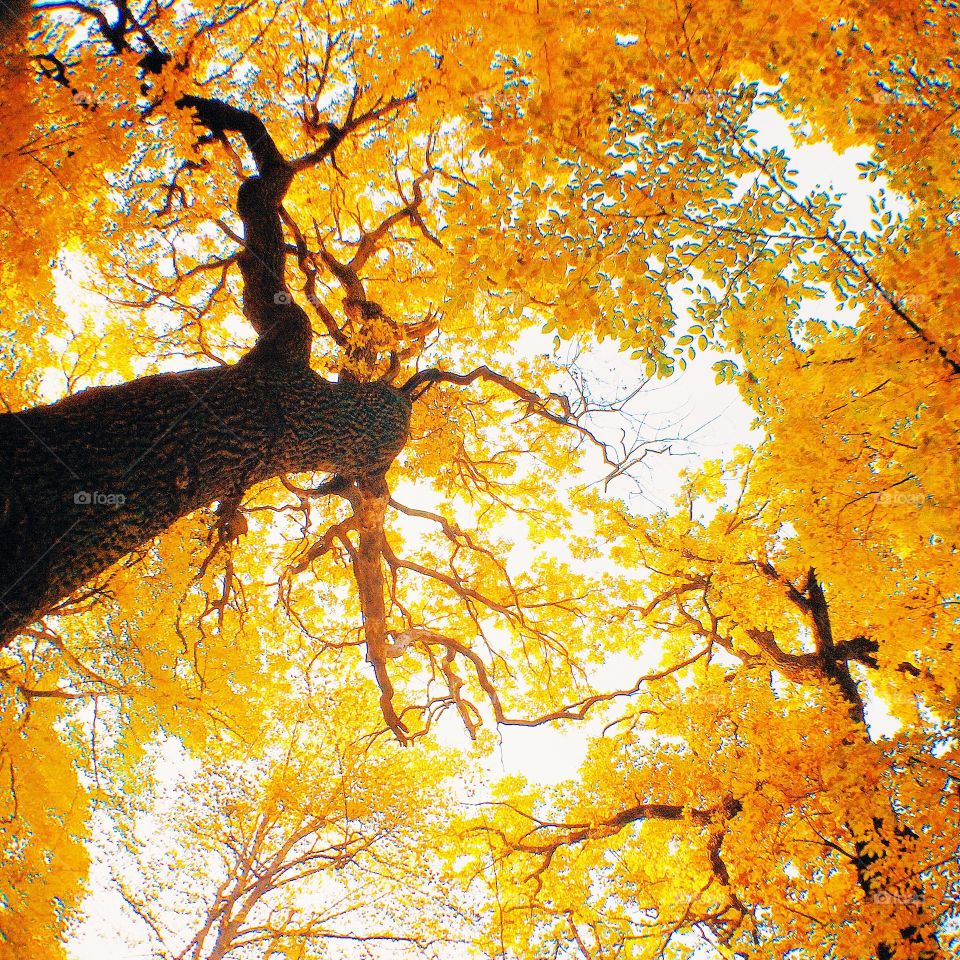 Low angle view of autumn tree